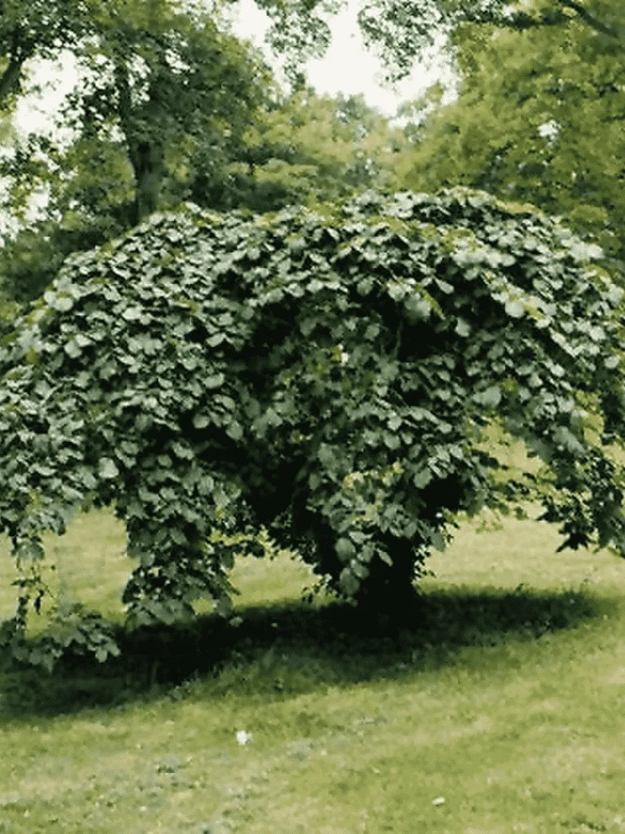 Вяз шершавый