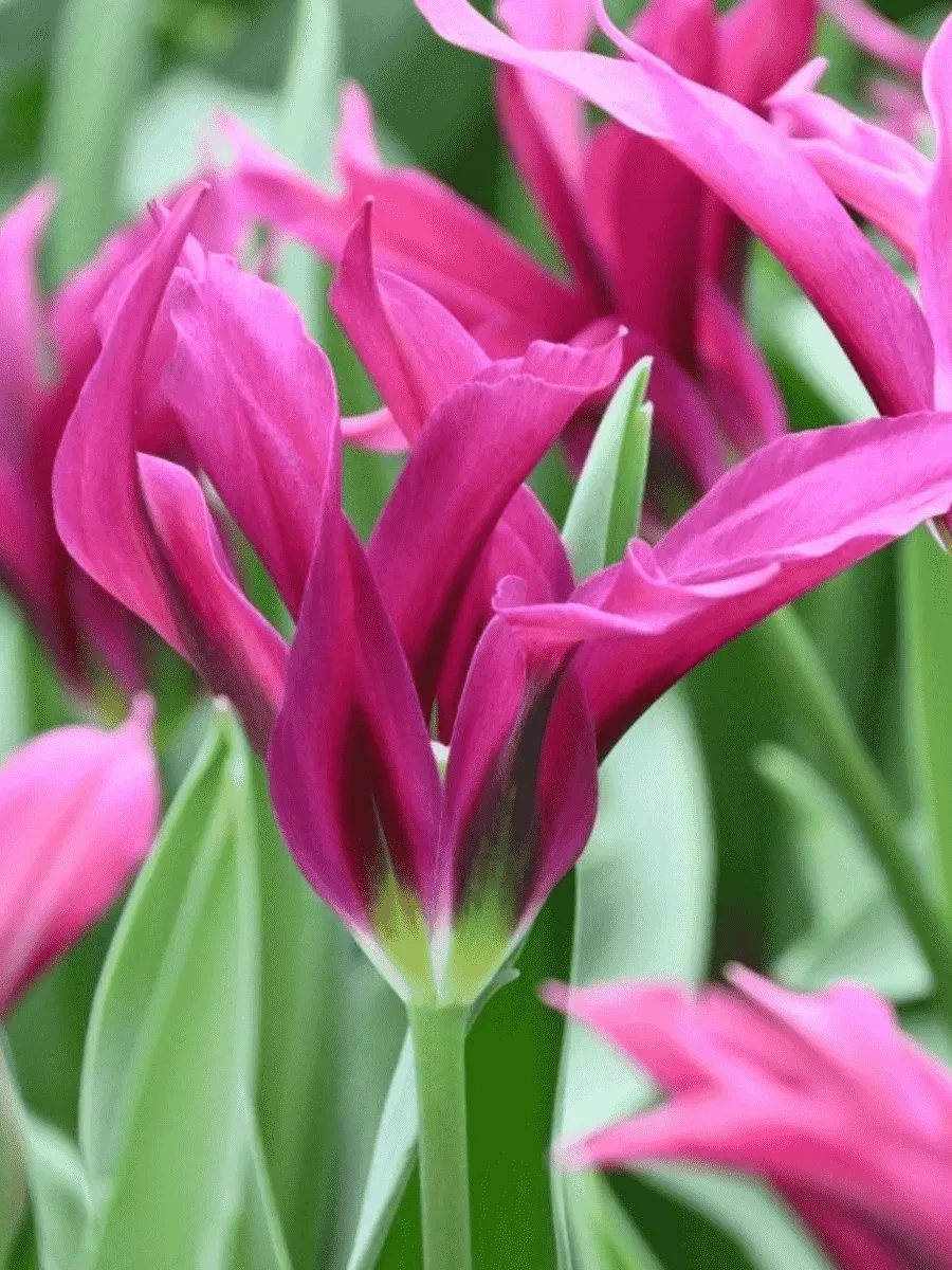 Тюльпан Purple Doll