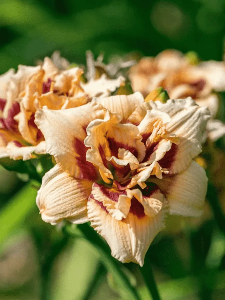 Лилейник Roswitha