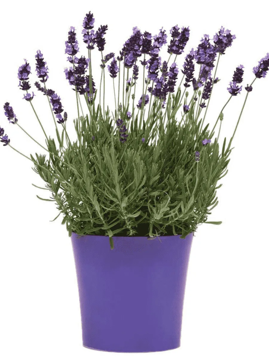 Лаванда  Avignon Early Blue Лаванда  Avignon Early Blue
