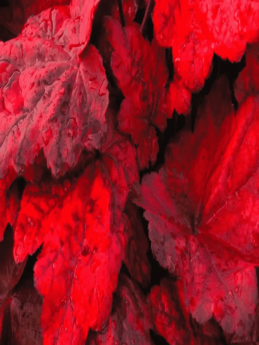 Гейхера Autumn Leaves