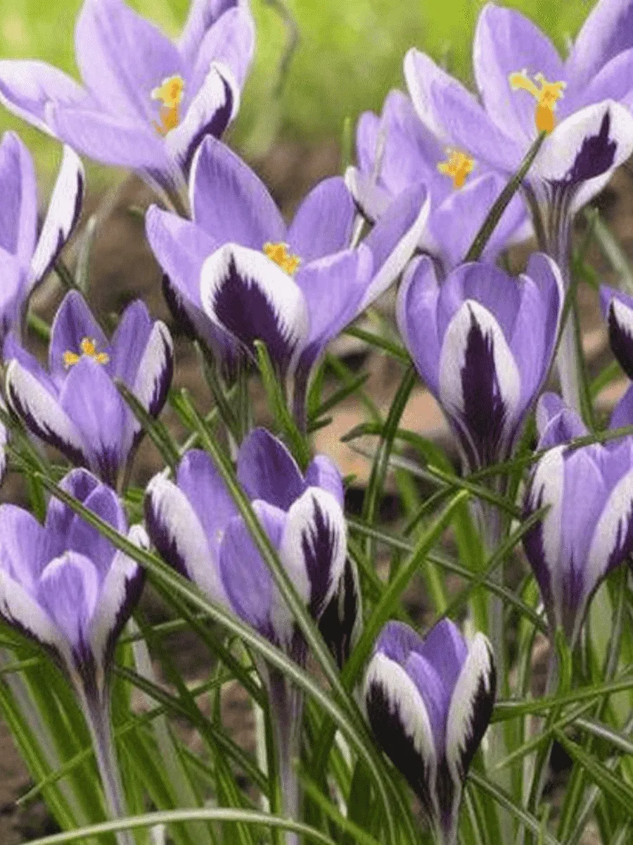 Крокус Ботанический Spring Beauty