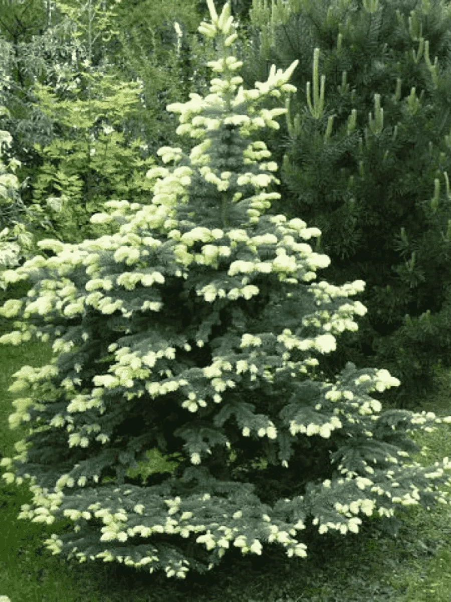 Ель колючая Bialobok Ель колючая Bialobok