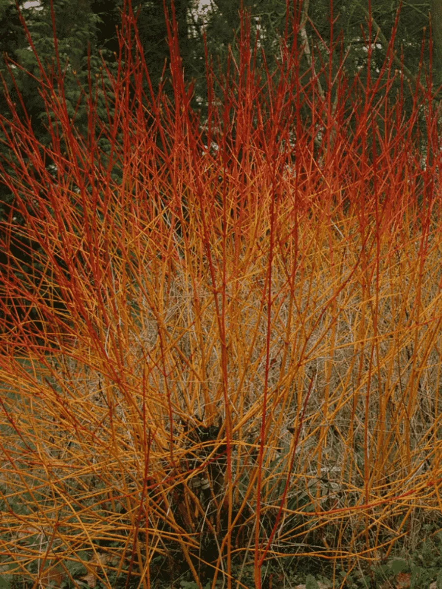 Дерен кроваво-красный Anny's Winter Orange