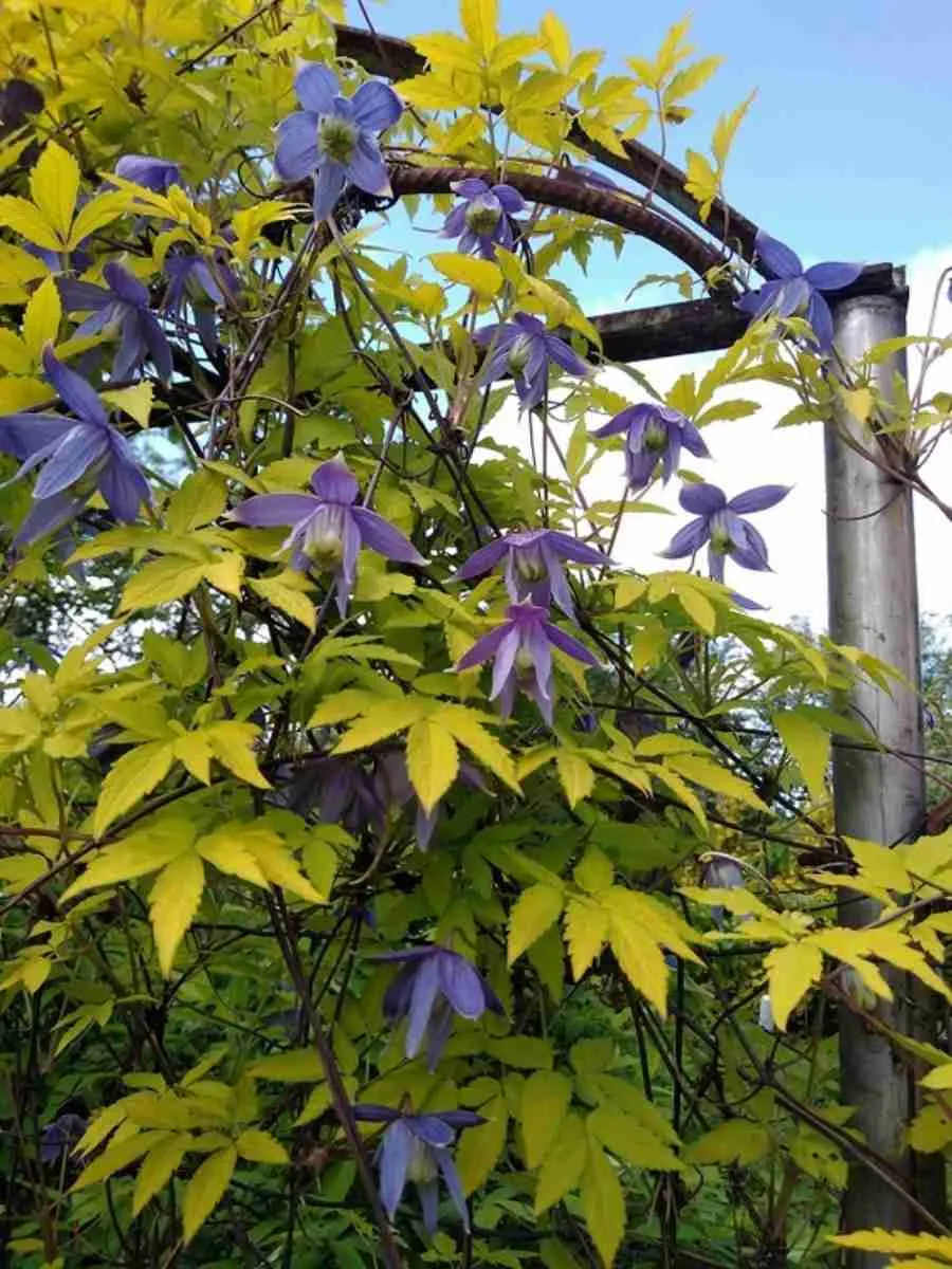 Клематис  Stolwijk Gold