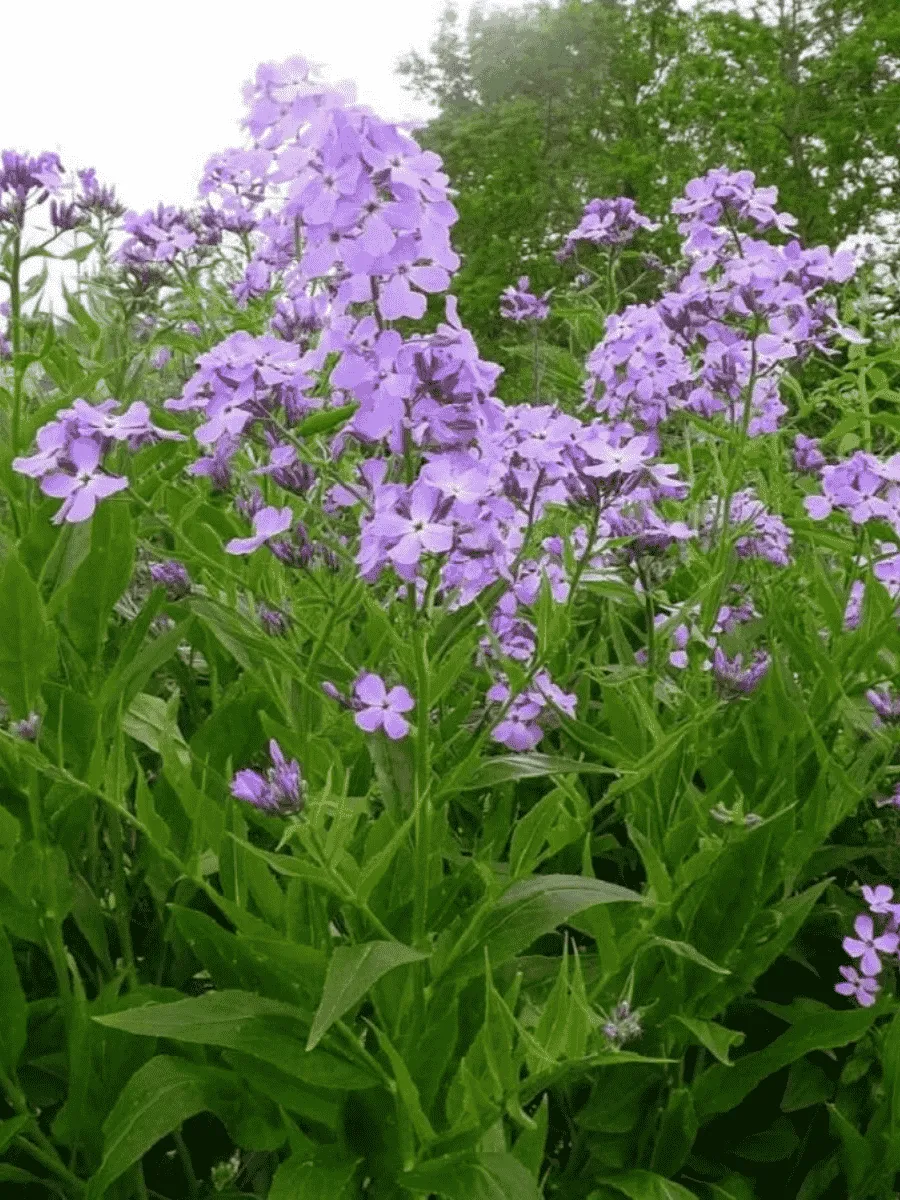 Вечерница Вечерница