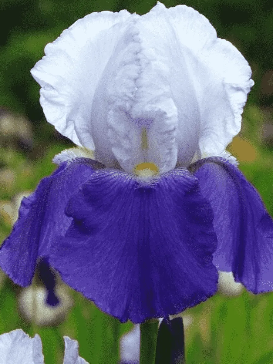 Ирис германский Aperge