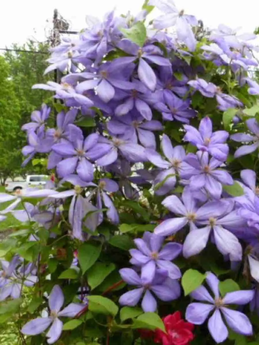 Клематис гибридный Mrs Cholmondeley