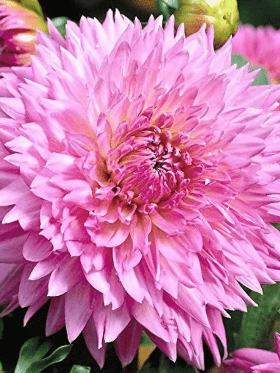 Георгина Sakura Fubuki