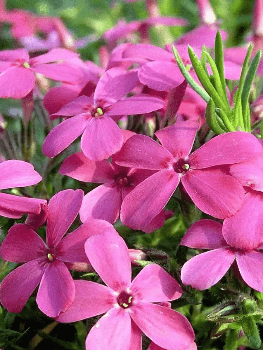 Флокс дугласа 'Waterloo'