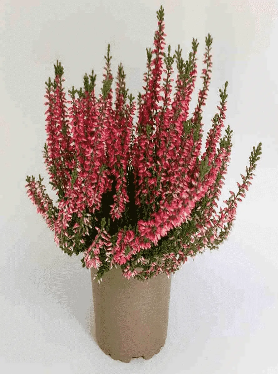 Вереск обыкновенный Martina