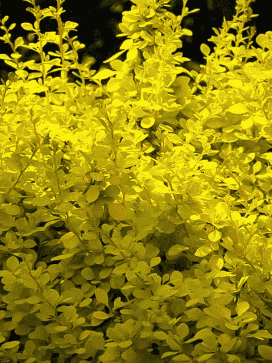 Барбарис Тунберга Aurea nana Барбарис Тунберга Aurea nana