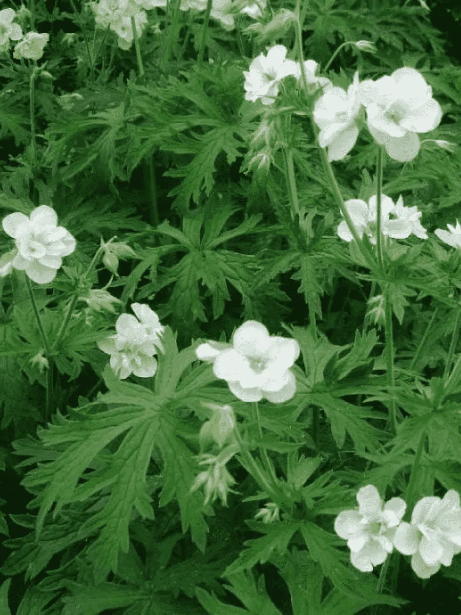 Герань луговая Laura