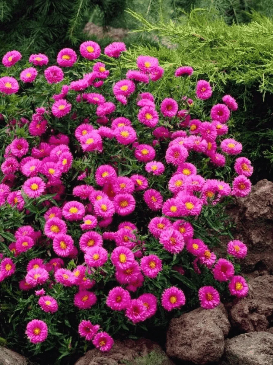 Астра ново-бельгийская Patricia Ballard