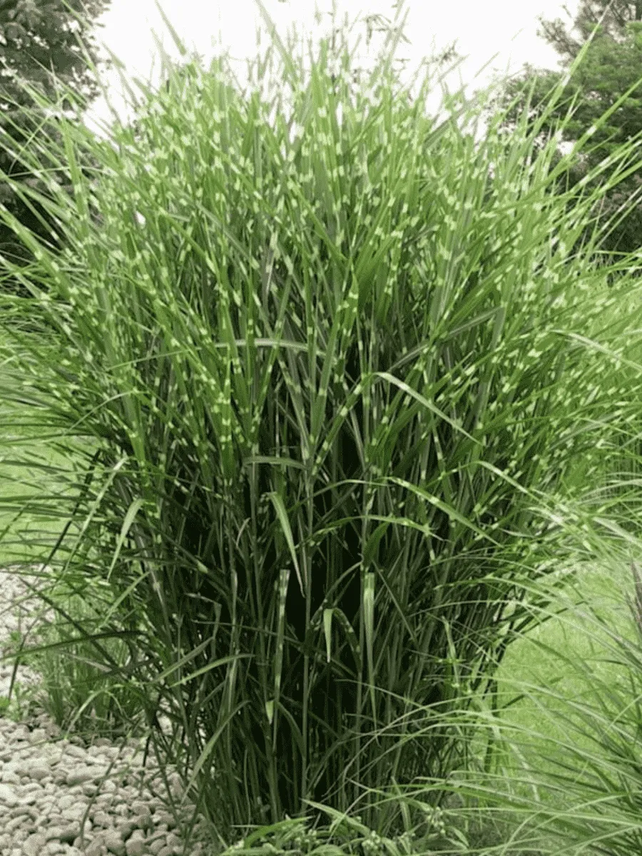 Мискантус китайский Zebrinus