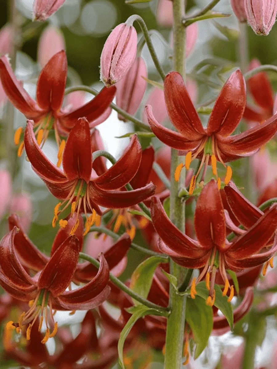 Лилия Claude Shride