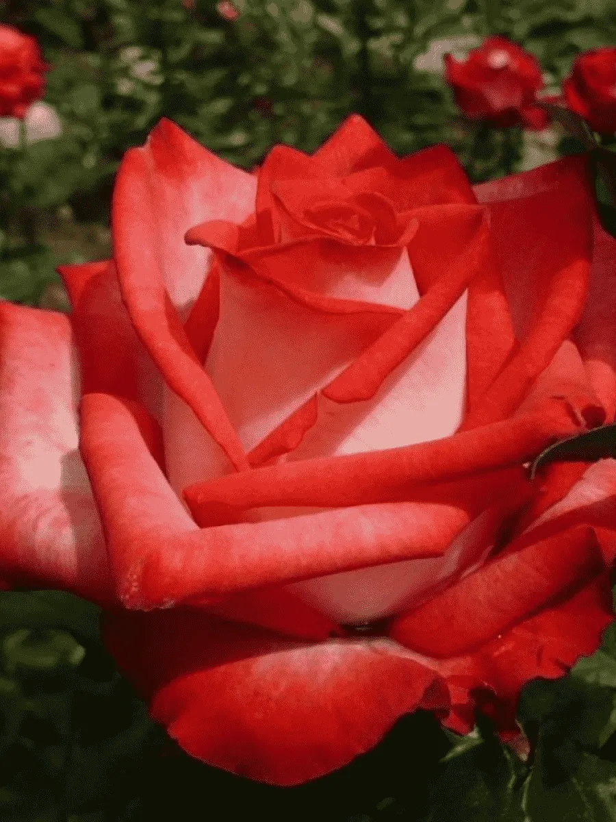 Роза чайно-гибридная Blush