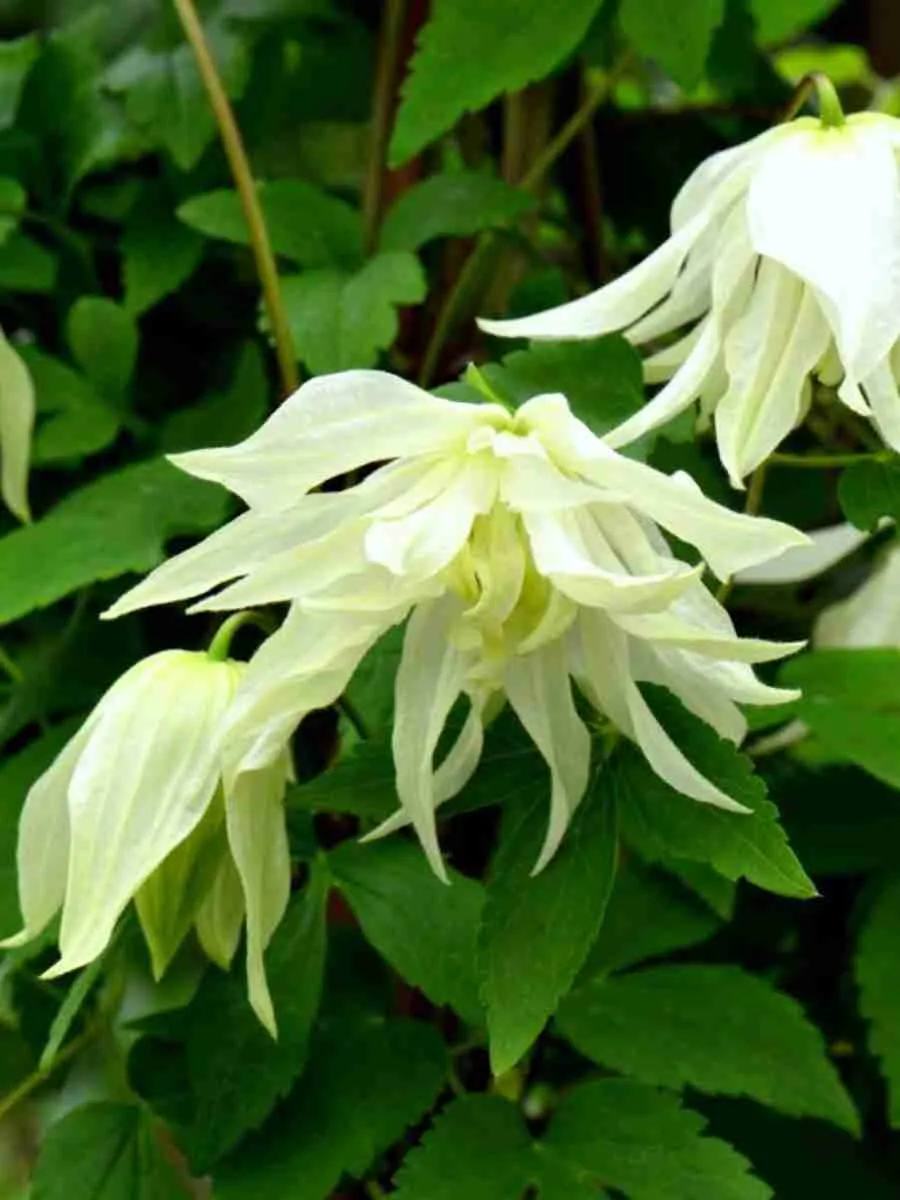 Клематис Lemon Dream