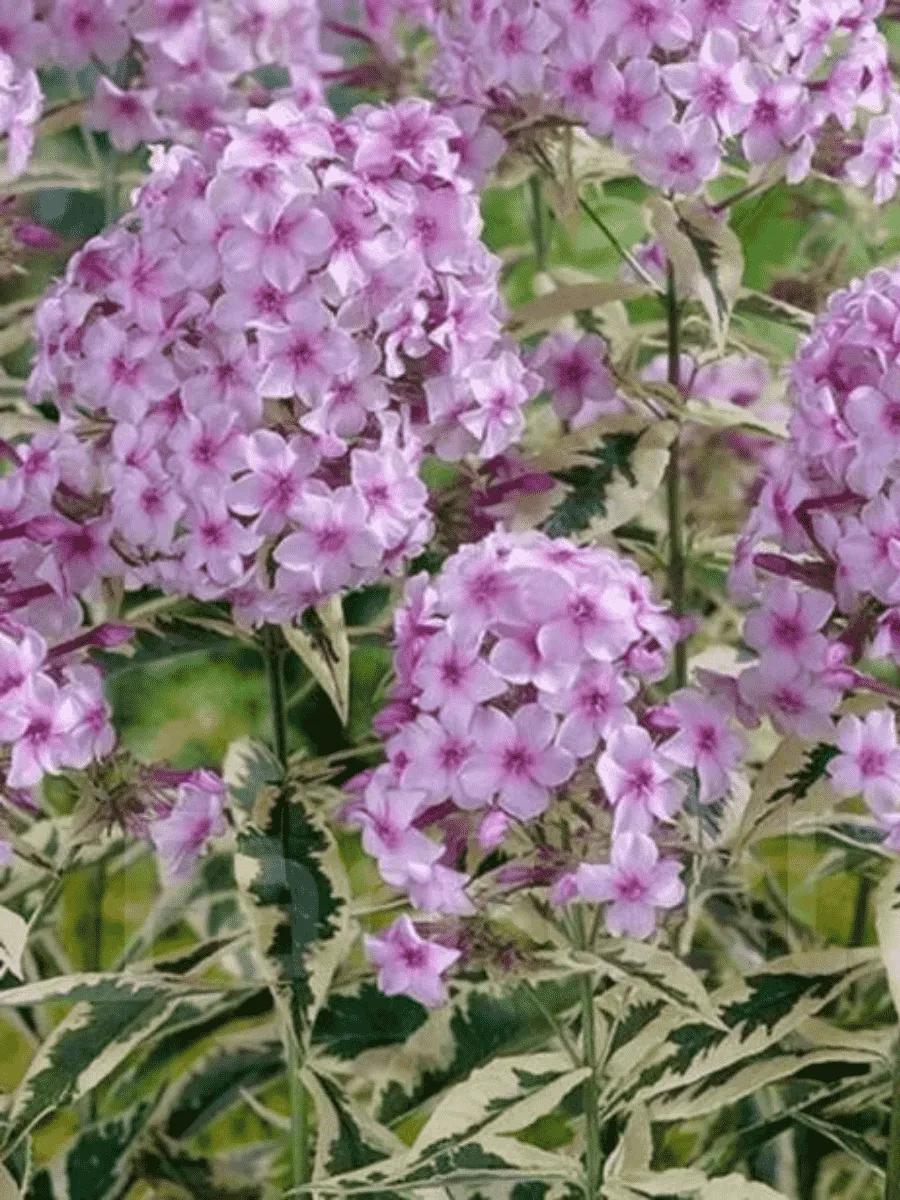 Флокс метельчатый Creme de la Menthe