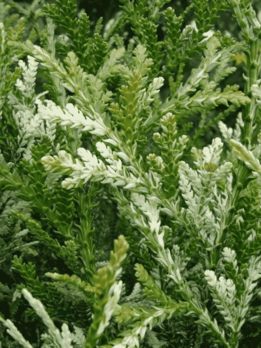 Туевик долотовидный Variegata Туевик долотовидный Variegata