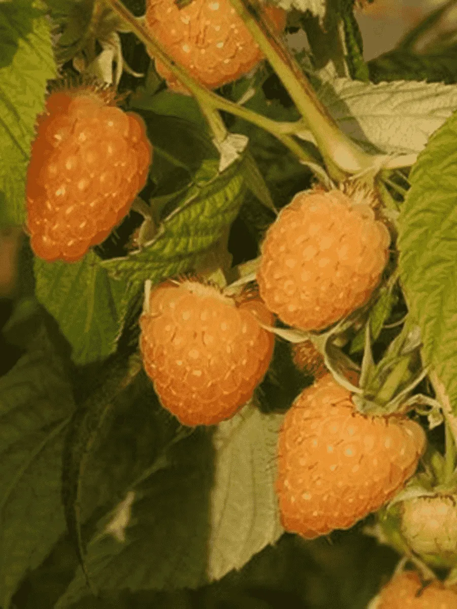 Малина обыкновенная Анна