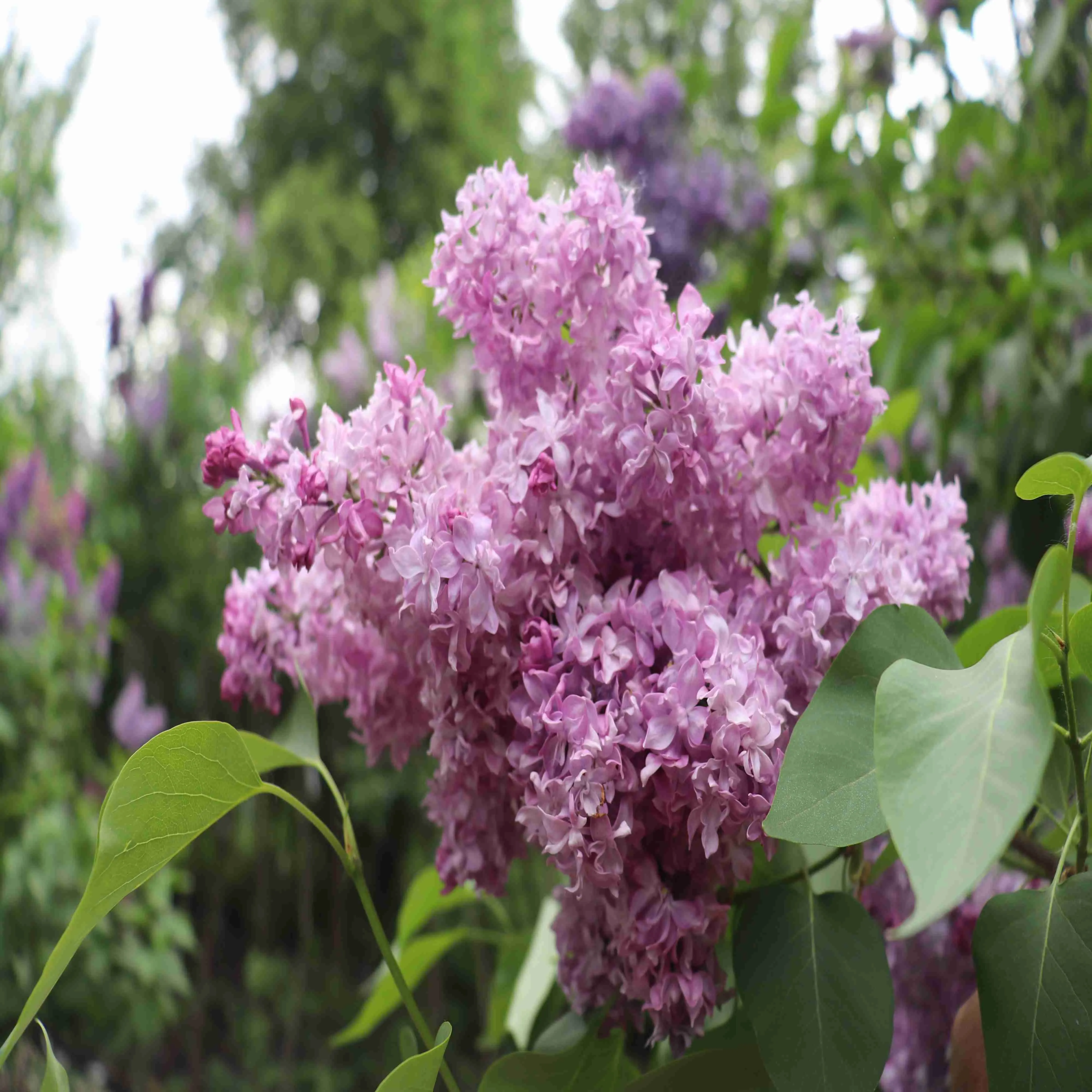 Сирень обыкновенная Антуан де Сент-Экзюпери