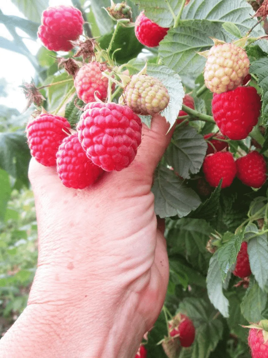 Малина ремонтантная Himbo Top