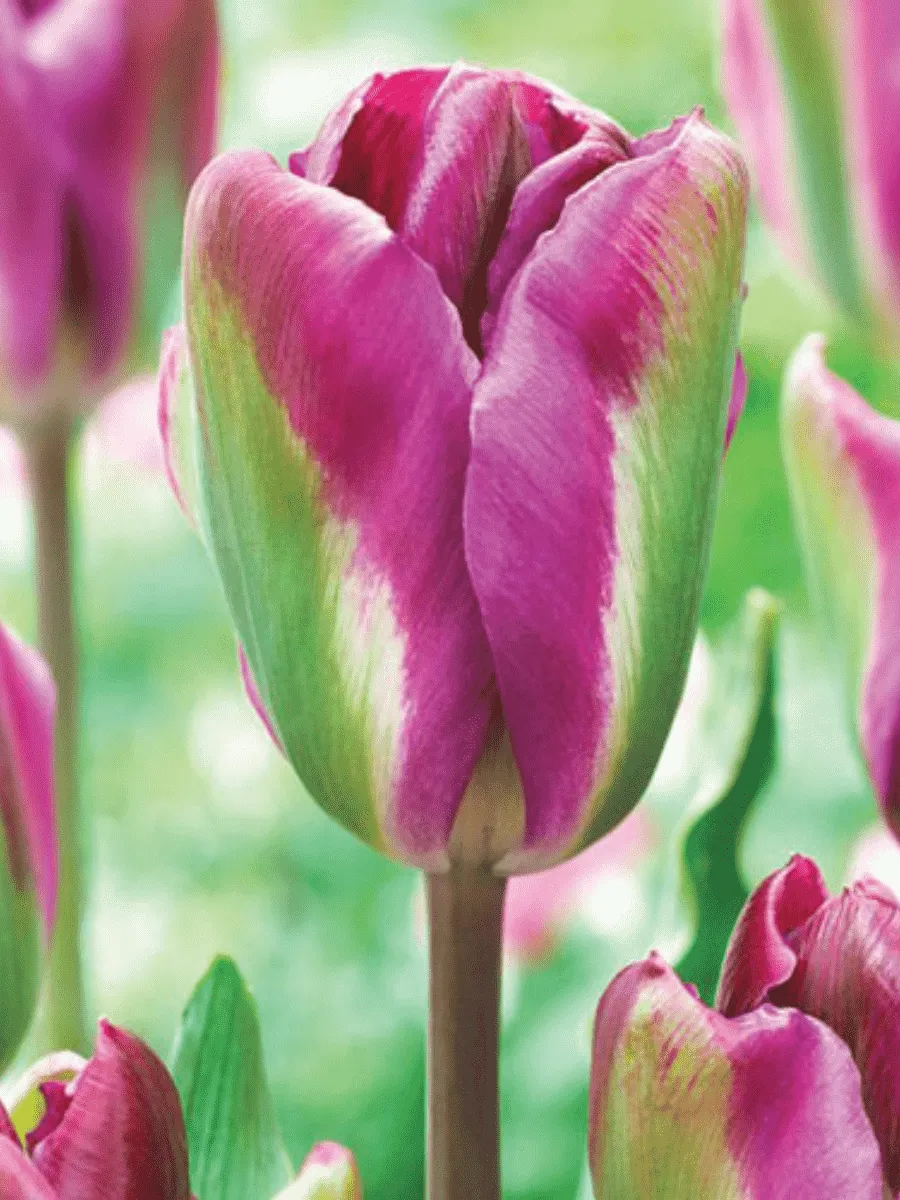 Тюльпан Nightrinder