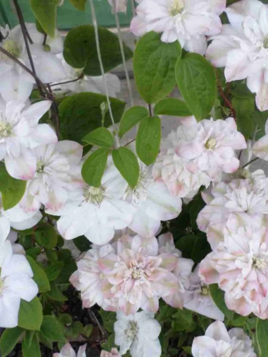 Клематис гибридный Innocent Blush