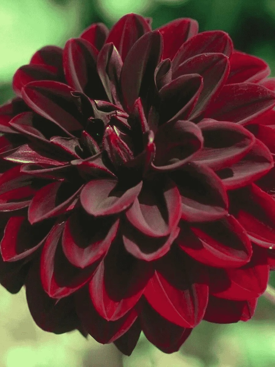 Георгина Arabian Night