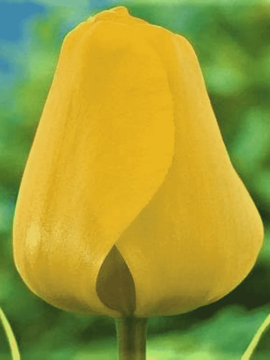 Тюльпан пестролистный Happy Design