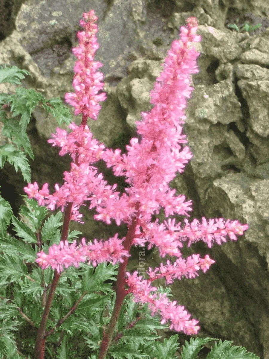 Астильба курчавая Perkeo