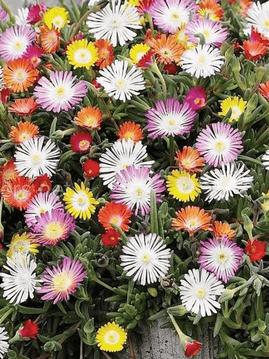 Делосперма Делосперма