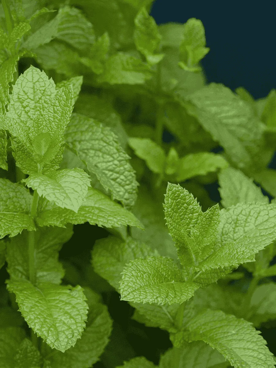 Мята колосистая English Lamb