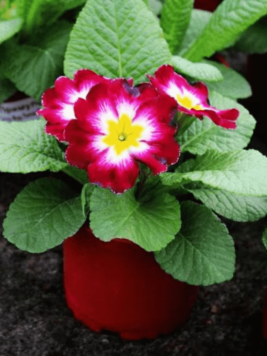 Примула Hethor pink flame Примула Hethor pink flame