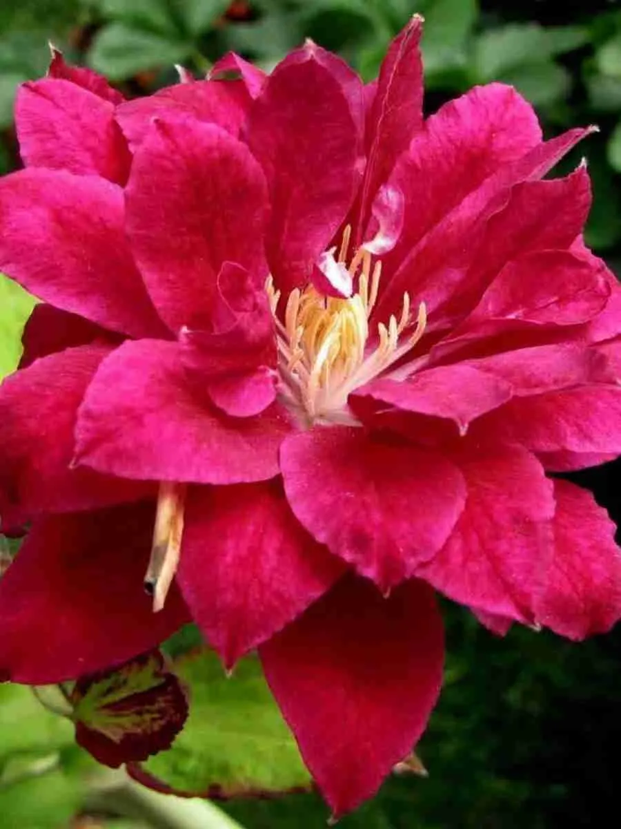 Клематис гибридный Red Star