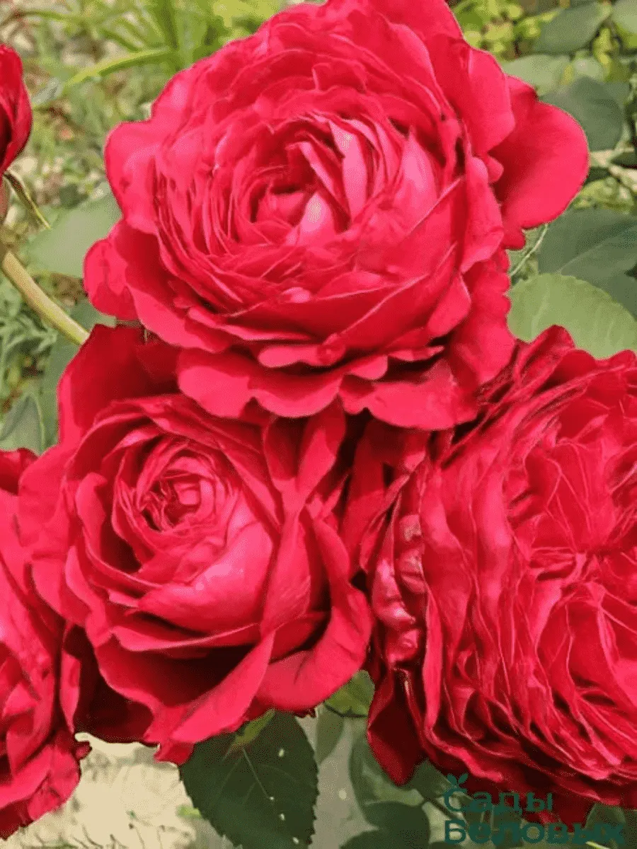 Роза флорибунда Rose des 4 Vents Роза флорибунда Rose des 4 Vents