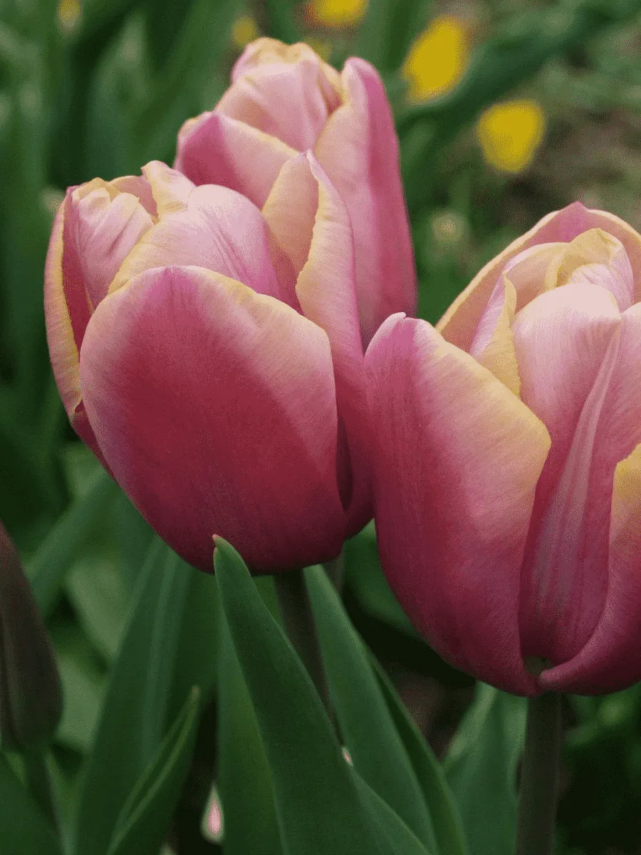 Тюльпан триумф Holland Beauty