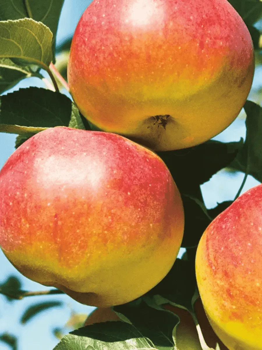 Яблоня Яблочный спас