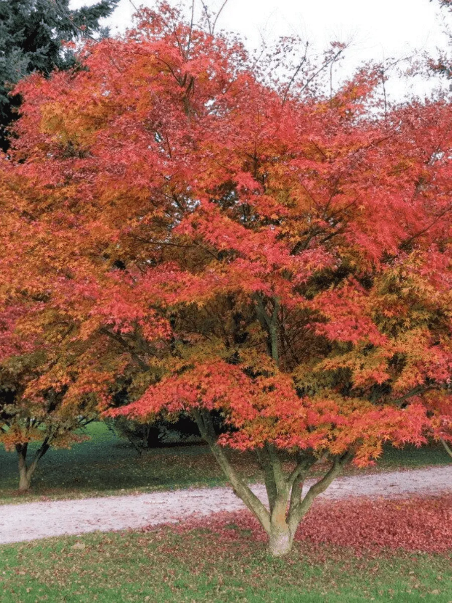 Клен татарский Гиннала