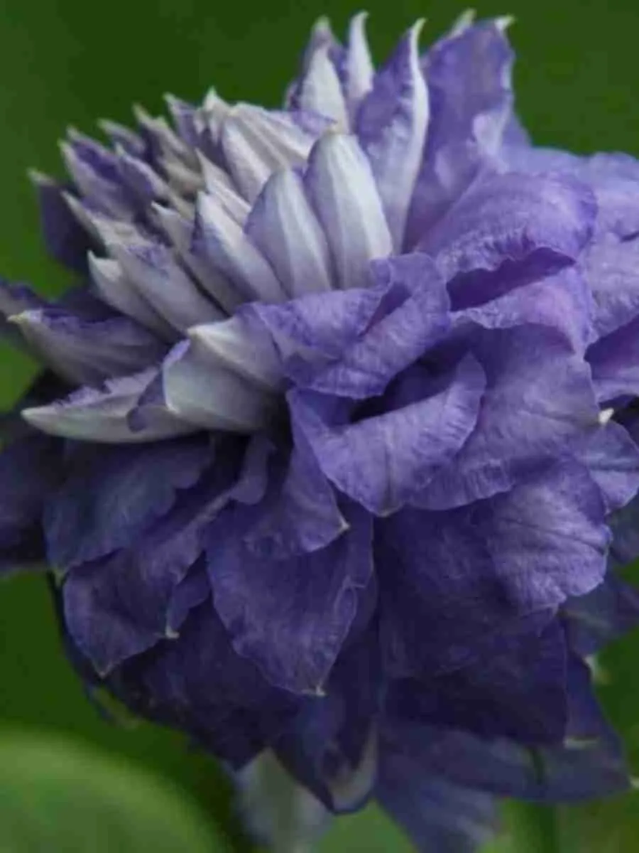Клематис гибридный Mazury CRATER LAKE Клематис гибридный Mazury CRATER LAKE