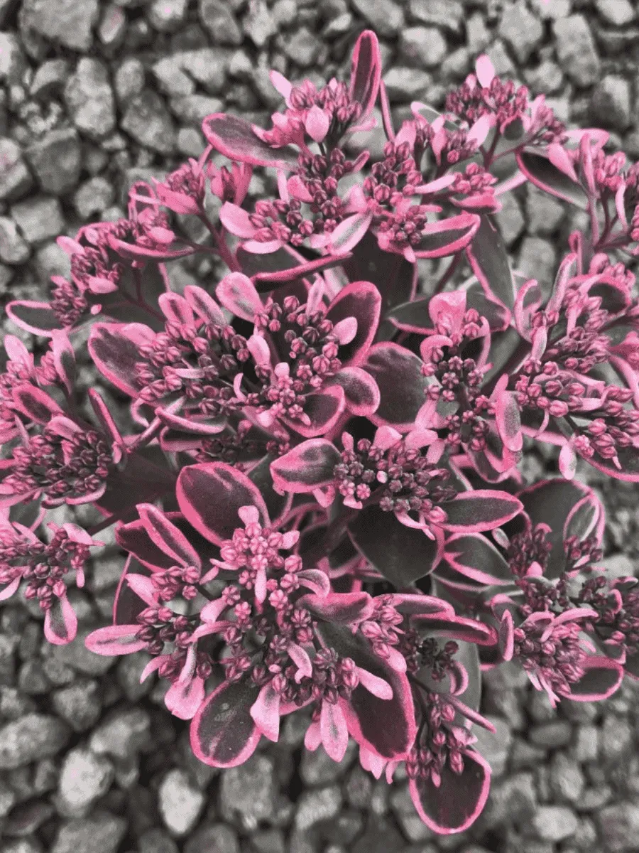 Очиток гибридный Dream Dazzler