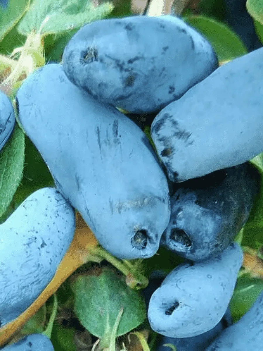 Жимолость плодовая Тундра