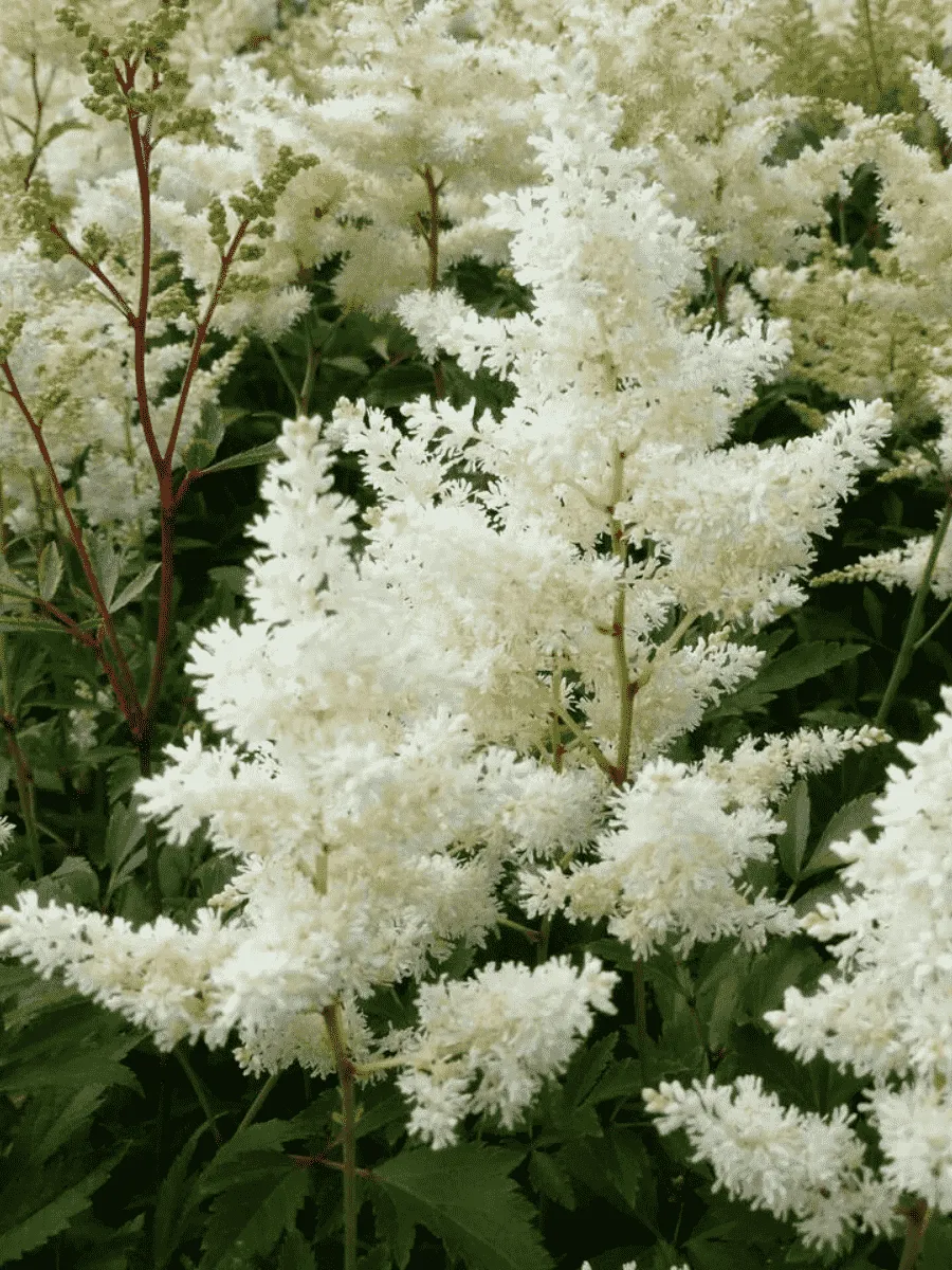 Астильба Арендса Astary White