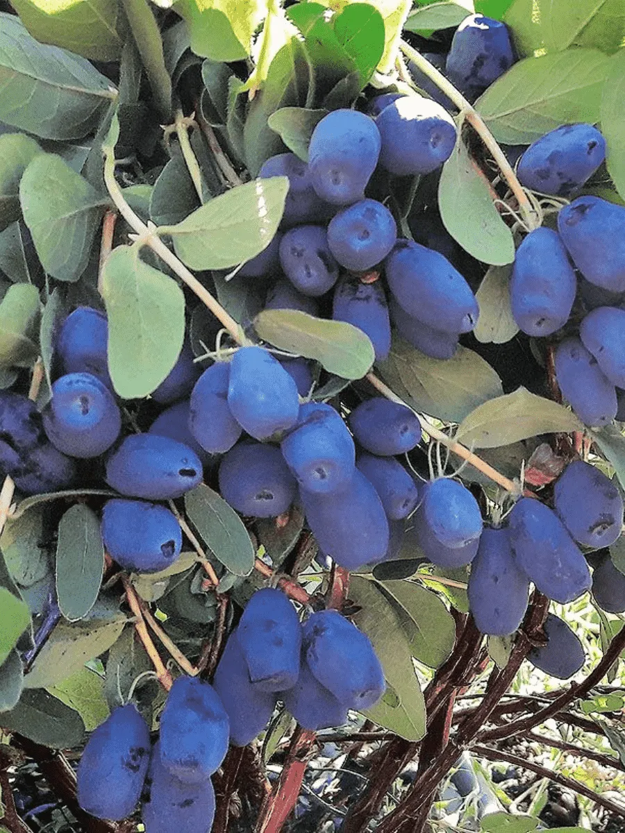 Жимолость плодовая Indigo Gem Жимолость плодовая Indigo Gem