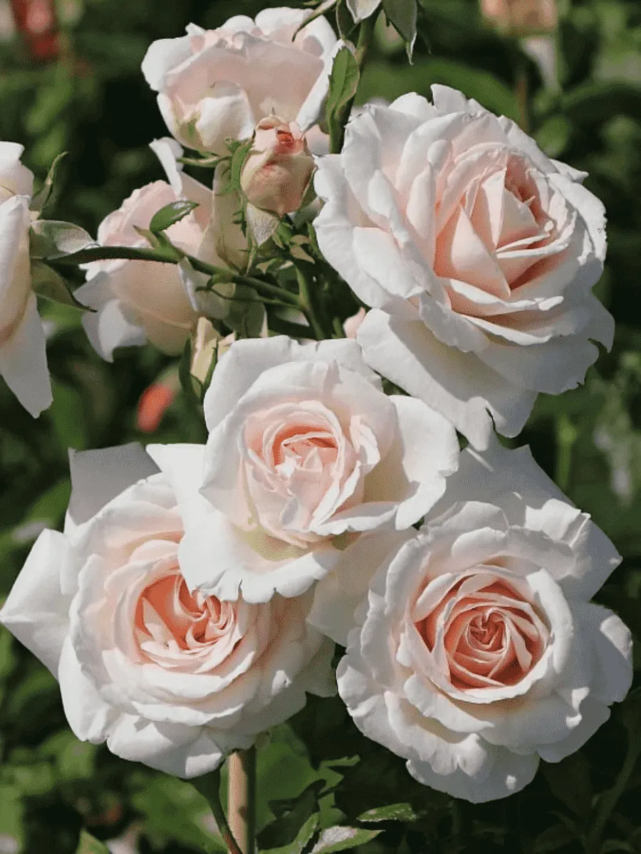 Роза Плетистая Penny Lane