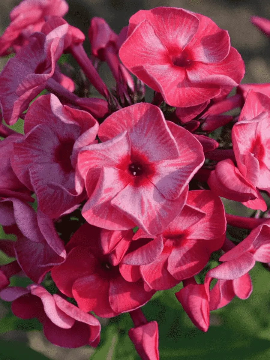 Флокс метельчатый Ferris Wheel