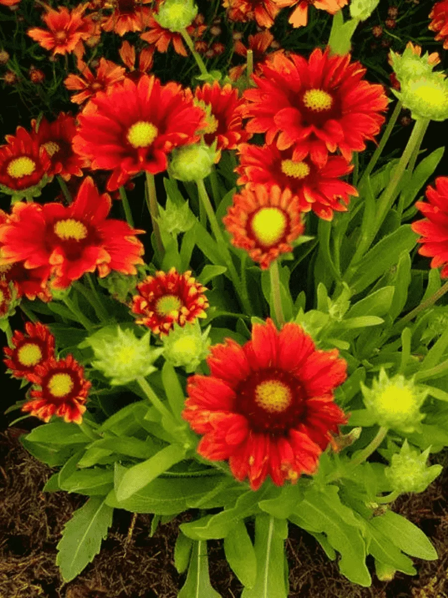 Гайлардия гибридная Arizona Red