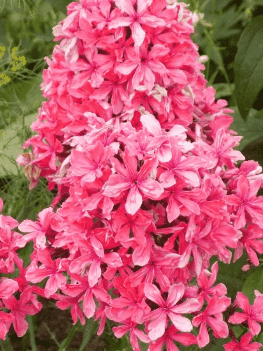 Флокс метельчатый Cleopatra