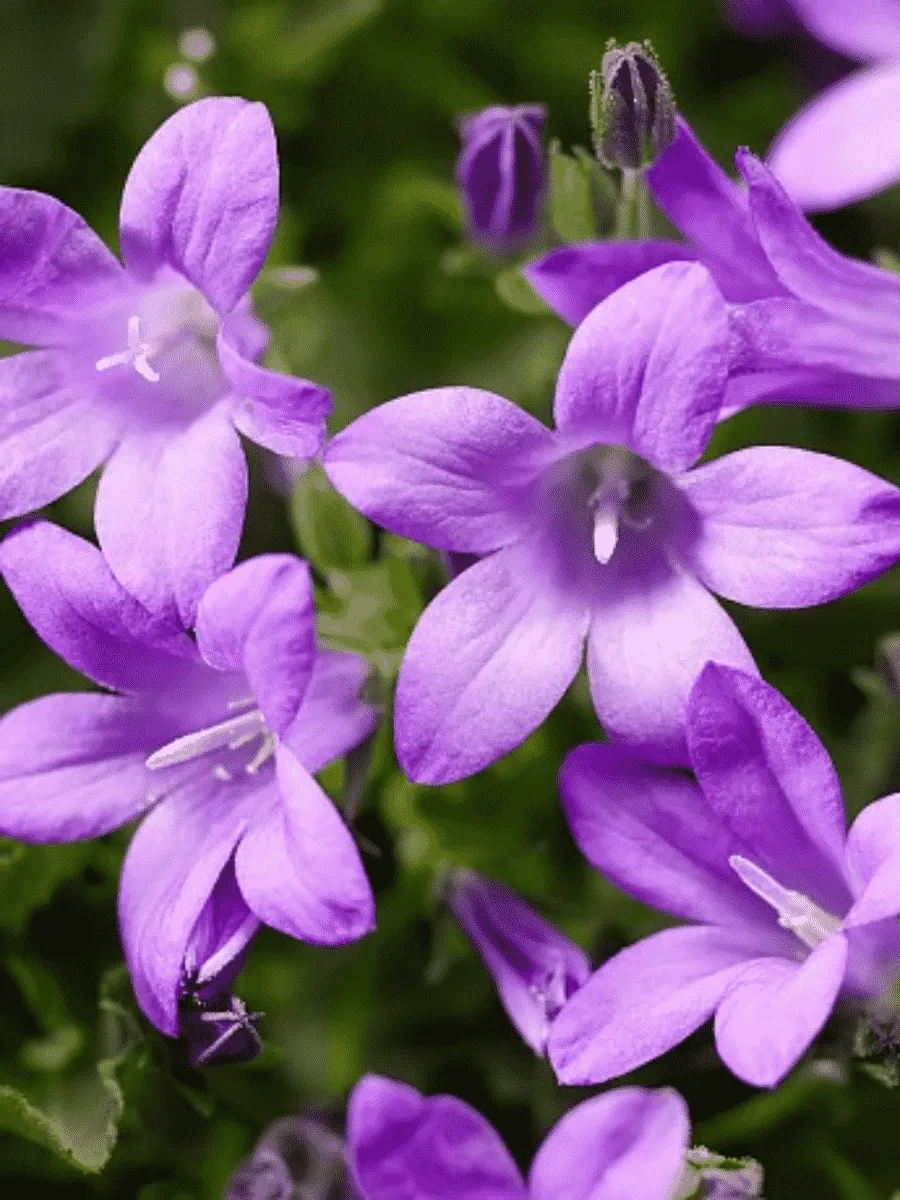 Колокольчик Портеншлага Clockwise